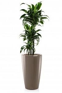 Драцена Дорадо RONDO 32