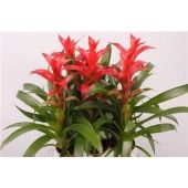 Гузмания Rostara d9 см h35 см