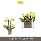 Фаленопсис 2 ствола Lena 10+ (opti) d7 см h25 см