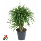 Драцена Анита вариегатная бранч разветвленная d21 см h80 см Драцена Анита вариегатная бранч разветвленная d21 см h80 см