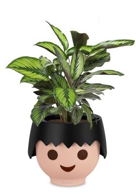 Калатея Принцепс в OjO, черный