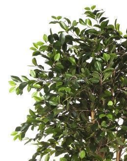 Фикус Ретуса