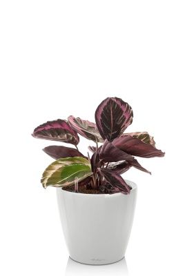 Калатея Розеопикта 15/40 см в CLASSICO LS 21, белый блестящий Калатея Розеопикта 15/40 см в CLASSICO LS 21, белый блестящий