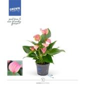 Антуриум Андрианум розовый 4+ цветов d9 см h33 см