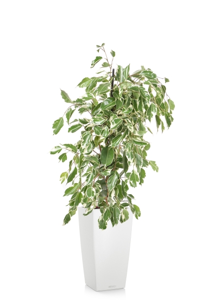 Фикус Бенджамина Голден Кинг пирамида 17/70 см в CUBICO COLOR 22