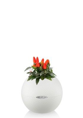 Капсикум микс 10/25 в PURO 20, белый Капсикум микс 10/25 в PURO 20, белый