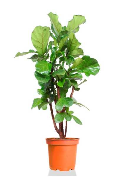 Фикус Лирата бранч d27 см h130 см