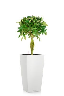 Шеффлера Нора 21/75 см в CUBICO COLOR 30, белый