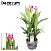 Куркума цветущая Siam Splash 3+ цветов d13 см h50 см