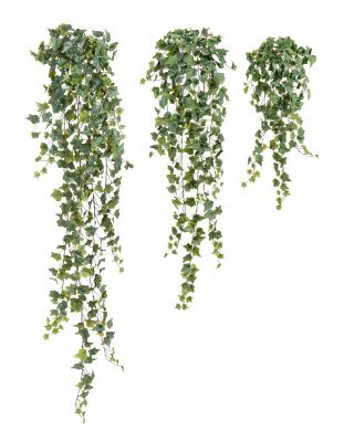 Английский плющ Олд Тэмпл припылённо-зелёный