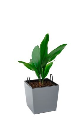 Аспидистра Элатиор 17/70 см в Juka 19x19, серый бетон