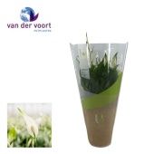 Спатифиллум Беллини 8+ цветов (ultimo) d13 см h40 см