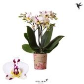 Фаленопсис 3 ствола Sint Maarten 14+ Ok) d9 см h45 см