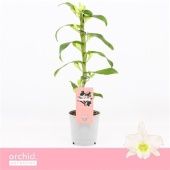 Дендробиум Nobile Apollon Compact 1 ствол белый d12 см h40 см тип 1 Дендробиум Nobile Apollon Compact 1 ствол белый d12 см h40 см тип 1