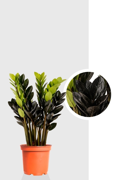 Замиокулькас Равен 3+ ветки d17 см h60 см