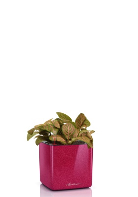 Фиттония микс 10/15 см в CUBE GLOSSY KISS 14