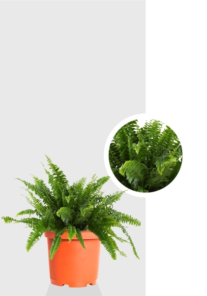 Папоротник Нефролепис Грин Леди 12/30 см