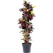 Кротон Кодиеум Миссис Айстон бранч d34 см h170 см тип 2