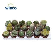 Кактус микс d8.5 см h15 см тип 3