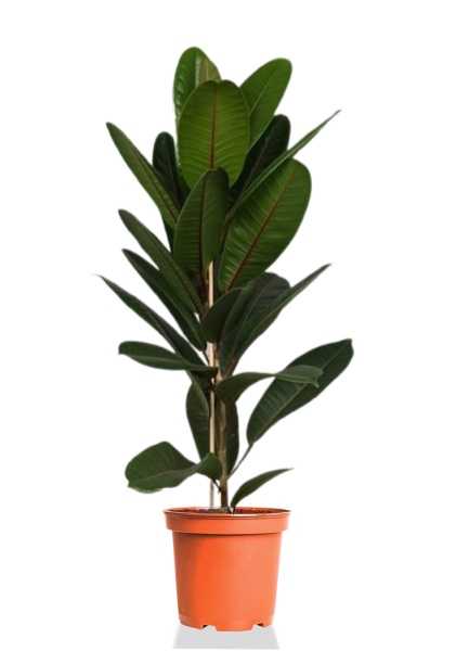 Фикус Американа Трезор d21 см h100 см