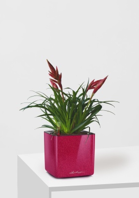 Вриезия Астрид 12/30 см в CUBE GLOSSY KISS 14