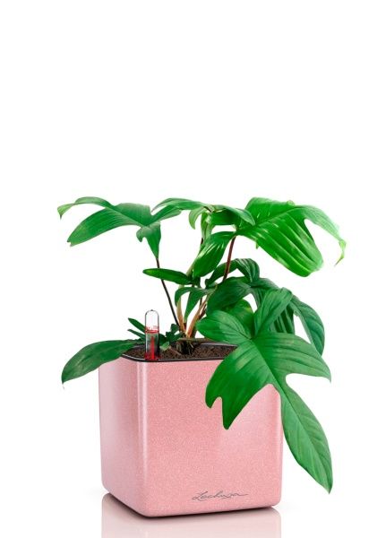 Филодендрон Флорида Грин 12/25 см в CUBE GLOSSY KISS 14