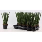 Сансевиерия Цилиндрика Спагетти d12 см h35 см тип 1