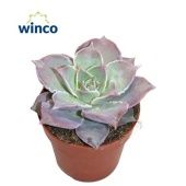 Эхеверия Мадиба розовая d8.5 см h15 см