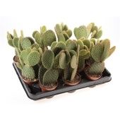 Опунция микс d8.5 см h20 см Опунция микс d8.5 см h20 см