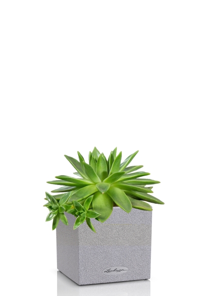 Эхеверия зеленая в CANTO Stone 14