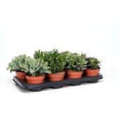 Крассула денежное дерево микс d12 см h25 см