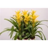 Гузмания Мирадор d9 см h30 см Гузмания Мирадор d9 см h30 см