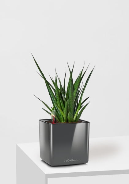 Сансевиерия Кирки 12/37 см в CUBE GLOSSY 14