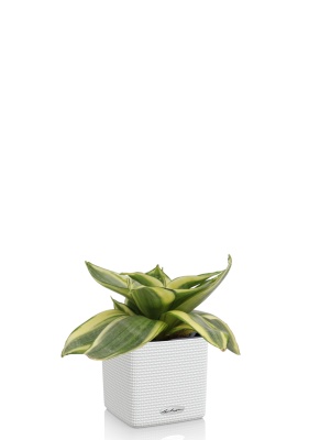 Сансевиерия Голден Ханни 6/15 см в CUBE COLOR 14 Сансевиерия Голден Ханни 6/15 см в CUBE COLOR 14