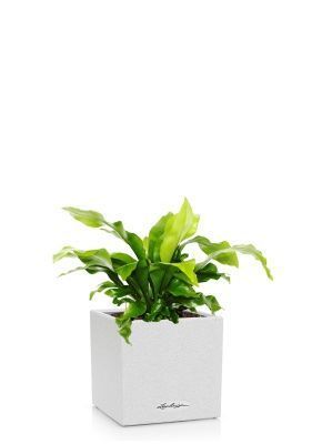 Асплениум Нидус 12/25 в CANTO STONE 14, песочно-белый