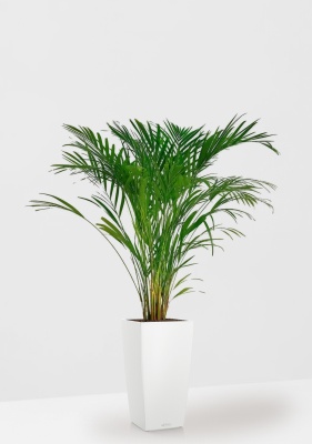 Хризалидокарпус Арека 19/120 в CUBICO Color 30, белый 