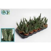 Гастерия Limifolia d8.5 см h15 см Гастерия Limifolia d8.5 см h15 см
