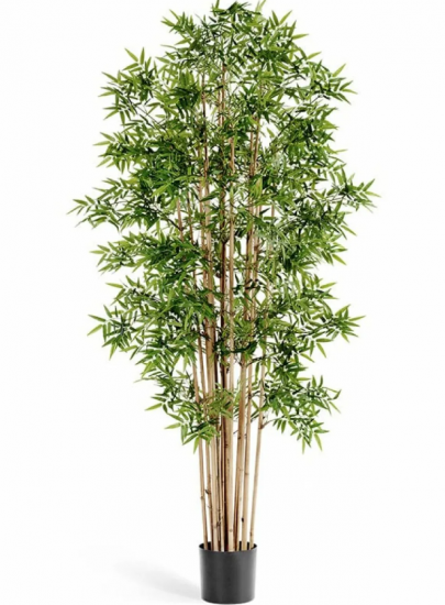 Бамбук Новый Японский