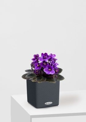 Фиалка микс 12/25 см в CUBE COLOR 14 Фиалка микс 12/25 см в CUBE COLOR 14