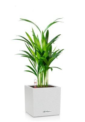 Хризалидокарпус в CANTO STONE 14, песочный белый Хризалидокарпус в CANTO STONE 14, песочный белый