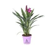 Куркума цветущая Siam Splash 2+ цветов d14 см h65 см