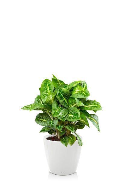 Аглаонема Лемон Минт 19/50 см в CLASSICO LS 28 Аглаонема Лемон Минт 19/50 см в CLASSICO LS 28