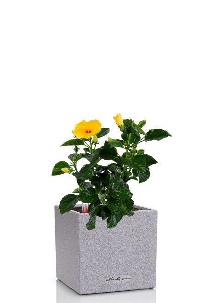 Гибискус микс 13/35 см в CANTO STONE 14 Гибискус микс 13/35 см в CANTO STONE 14