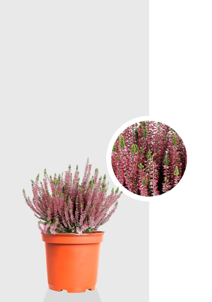 Вереск (Эрика) розовый 12/30 см