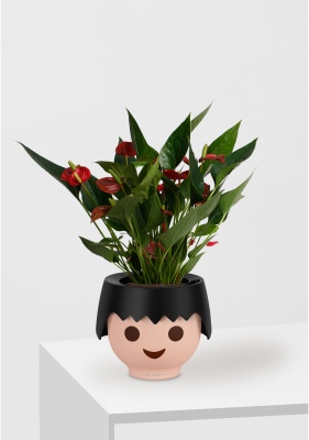 Антуриум Андрианум Карма красный 12/43 см в OJO