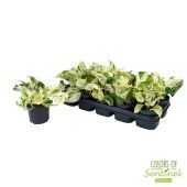 Эпипремнум Хэппи Лиф d12 см h25 см