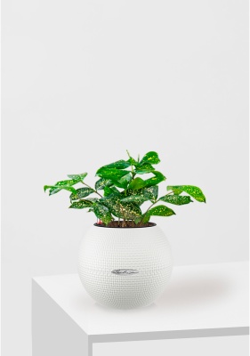 Драцена Суркулоза в PURO 20, белый