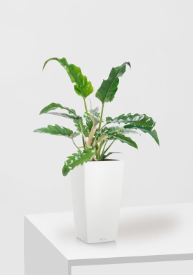 Филодендрон Нарроу 19/55 см в CUBICO COLOR 22, белый