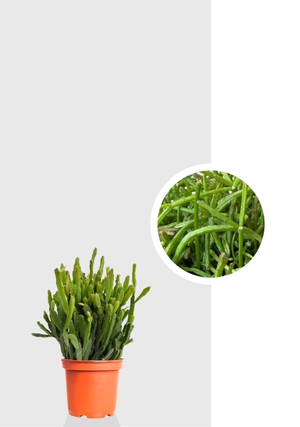 Рипсалис микс 5 см