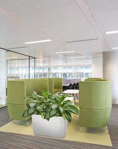 Аглаонема Сильвер Бей в CARARO 75